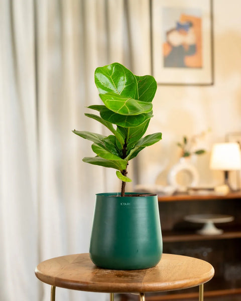 Fiddle Fig Plant