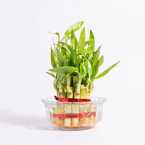 Lucky Bamboo Plant With Glass pot