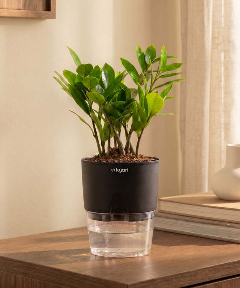 Zamia Green - ZZ Plant With Self Watering Pot