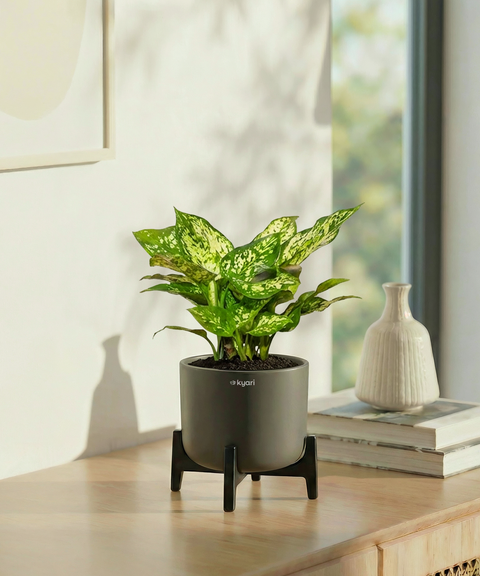 Snow White Plant with Aira Pot