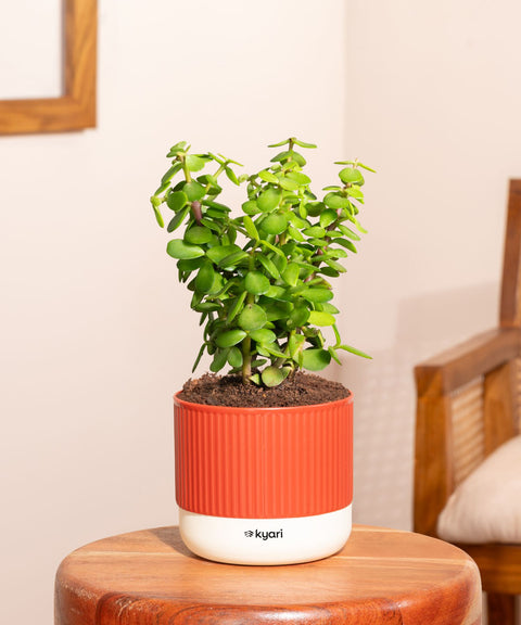 Lucky Jade Plant With Small Self Watering Pot