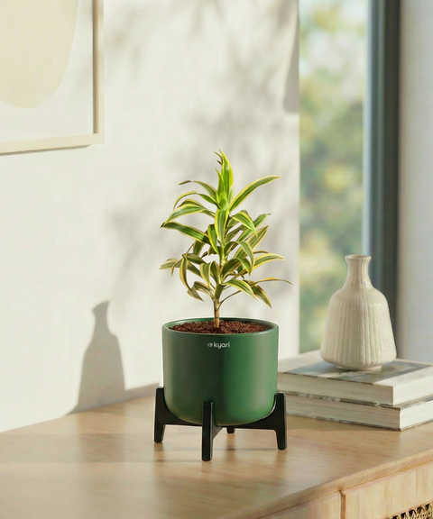 Song of India Plant with Aira Pot