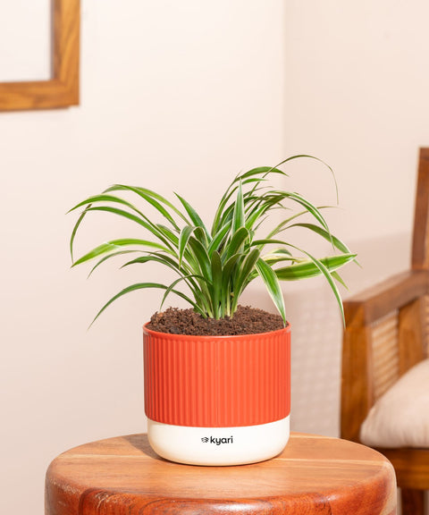 Spider Plant With Self Watering Pot