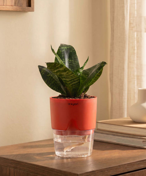 Green Snake Plant With Self Watering Pot