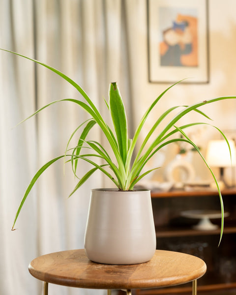 Spider Plant With Self Watering Pot