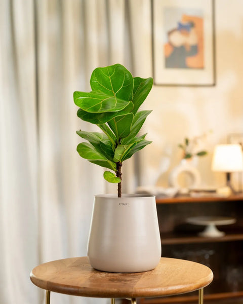 Fiddle Fig Plant with Aura Planter