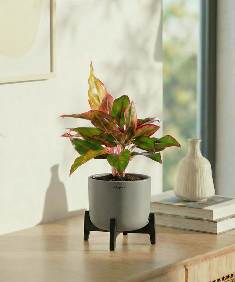 Aglaonema Lipstick Plant with Aira Pot