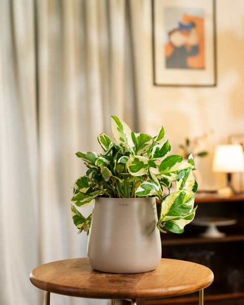 Money N'Joy Plant with Aura Planter