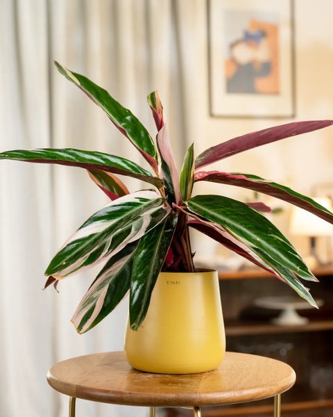 Calathea Triostar Plant