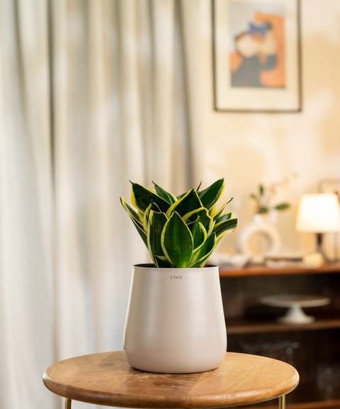 Golden Hahnii Snake Plant With Self Watering Pot