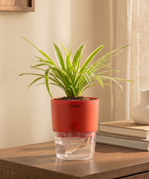 Spider Plant With Self Watering Pot