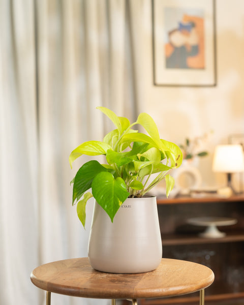 Golden Money Plant with Aura Planter - BYOB