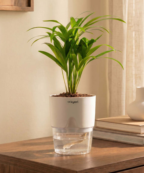 Areca Palm Plant With Self Watering Pot
