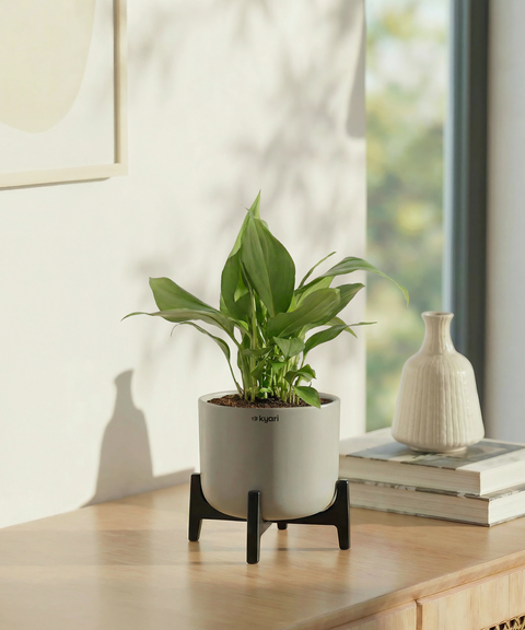 Peace Lilly Plant with Aira Pot