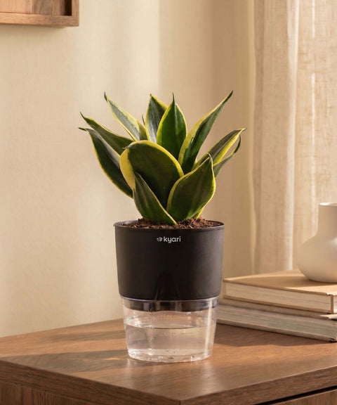 Golden Hahnii Snake Plant With Self Watering Pot