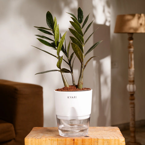 Zamia Green - ZZ Plant