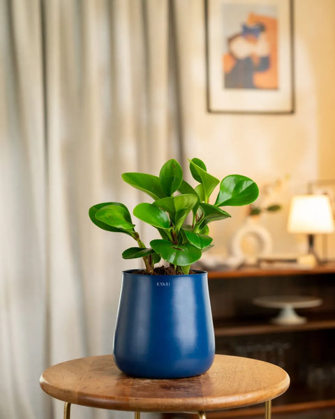 Peperomia Green Plant with Aura Planter - BYOB