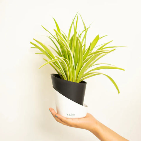 Spider Plant