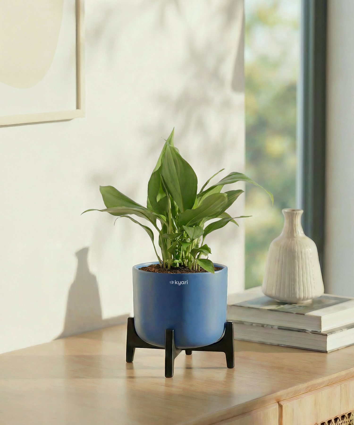 Peace Lily Plant with Aira Pot for corporate