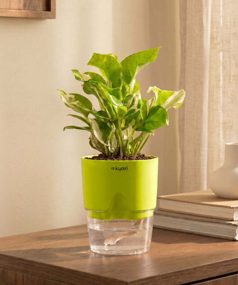 Money N'Joy Plant With Self Watering Pot