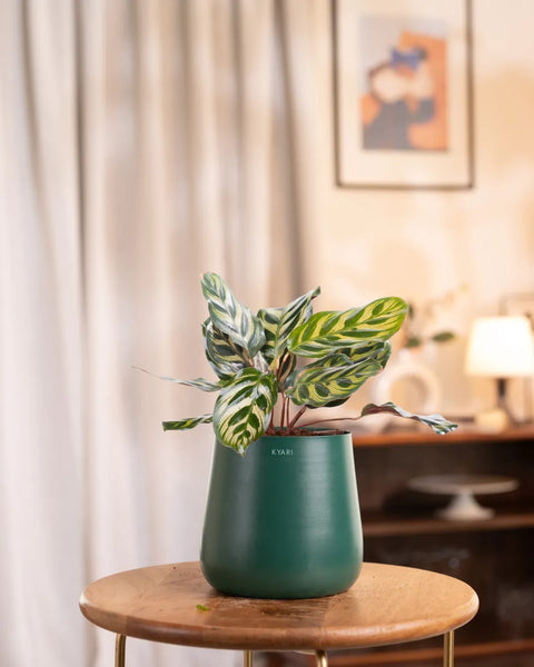 Peacock Plant With Self Watering Pot