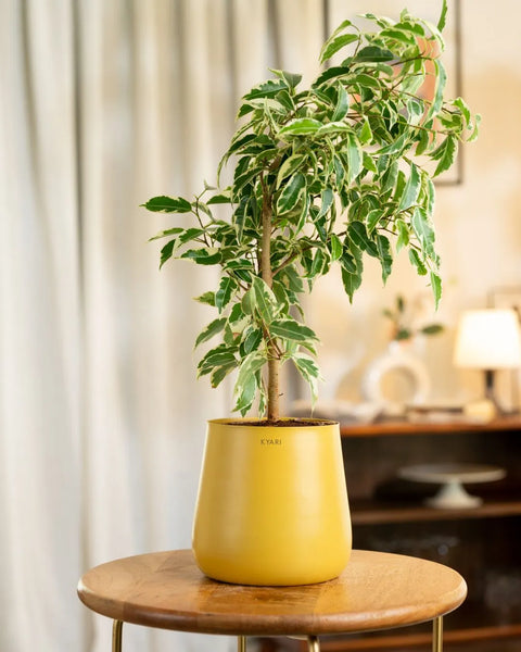 Ficus Safari Plant with Aura Planter