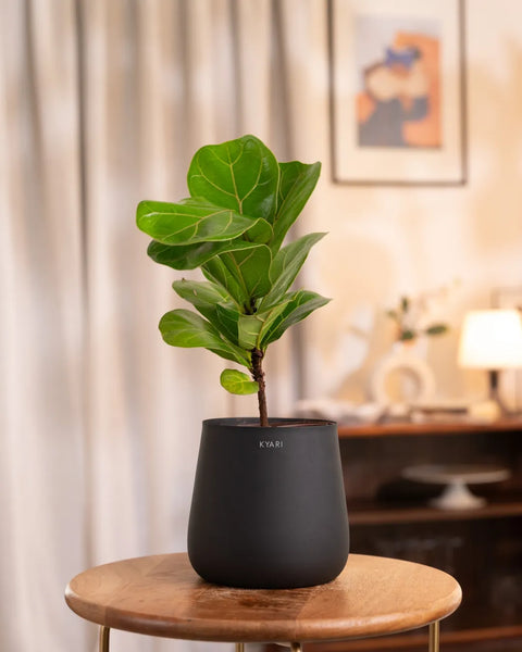 Fiddle Fig Plant with Aura Planter