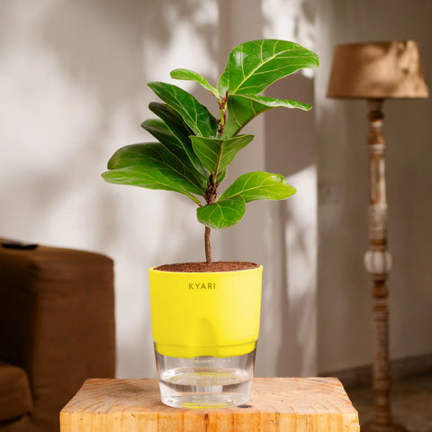 Fiddle Fig Plant - BYOB