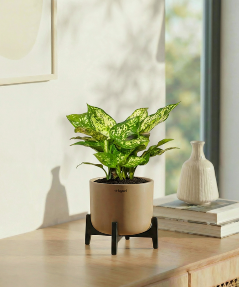 Snow White Plant with Aira Pot