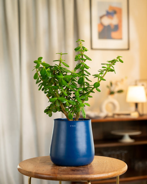 Lucky Jade Plant with Medium Self Watering Pot