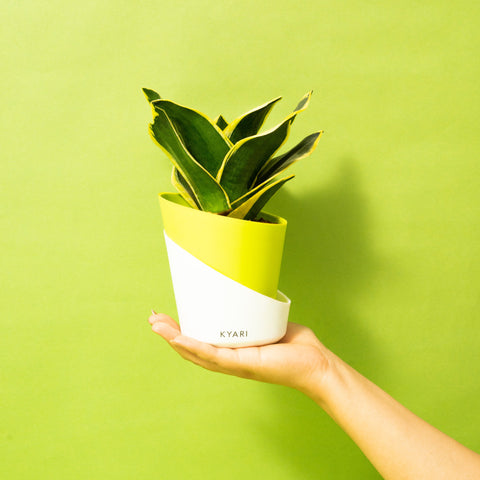 Golden Hahnii Snake Plant