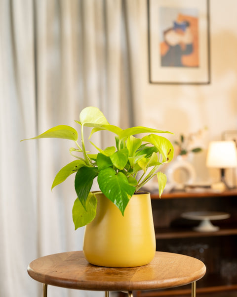 Golden Money Plant with Aura Planter - BYOB