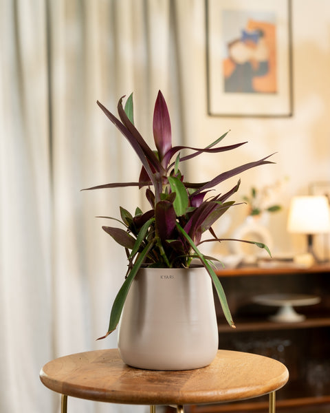 Oyster Plant with Medium Self Watering Pot