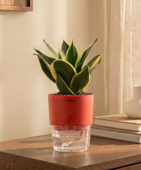 Golden Hahnii Snake Plant With Self Watering Pot