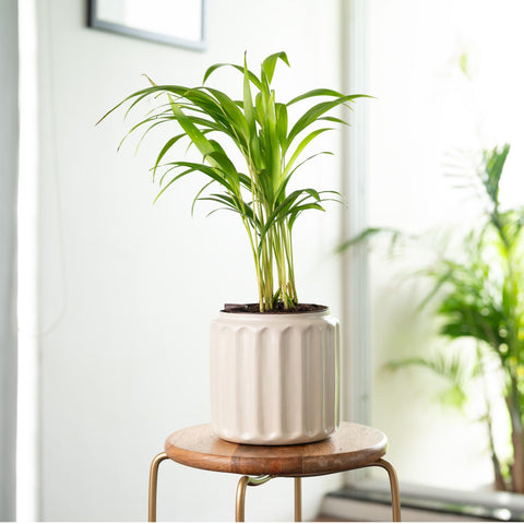 Areca Palm Plant with Medium Metal Self Watering Pot