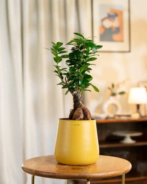 Lucky Bonsai Plant with Aura Planter