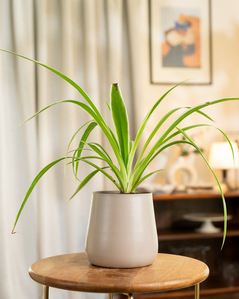 Spider Plant with Aura Planter