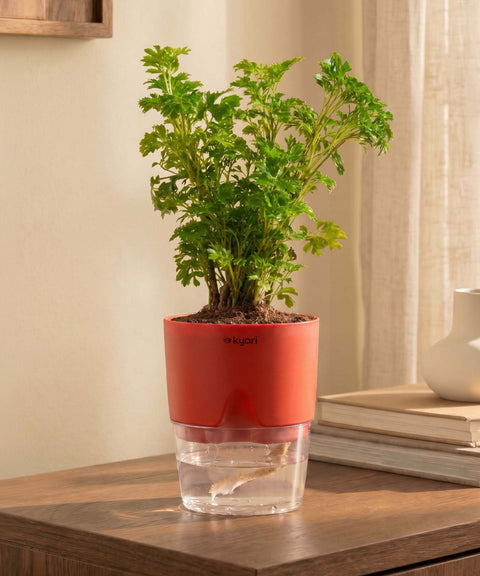 Aralia Green Plant With Self Watering Pot