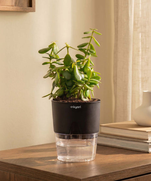 Lucky Jade Plant With Self Watering Pot