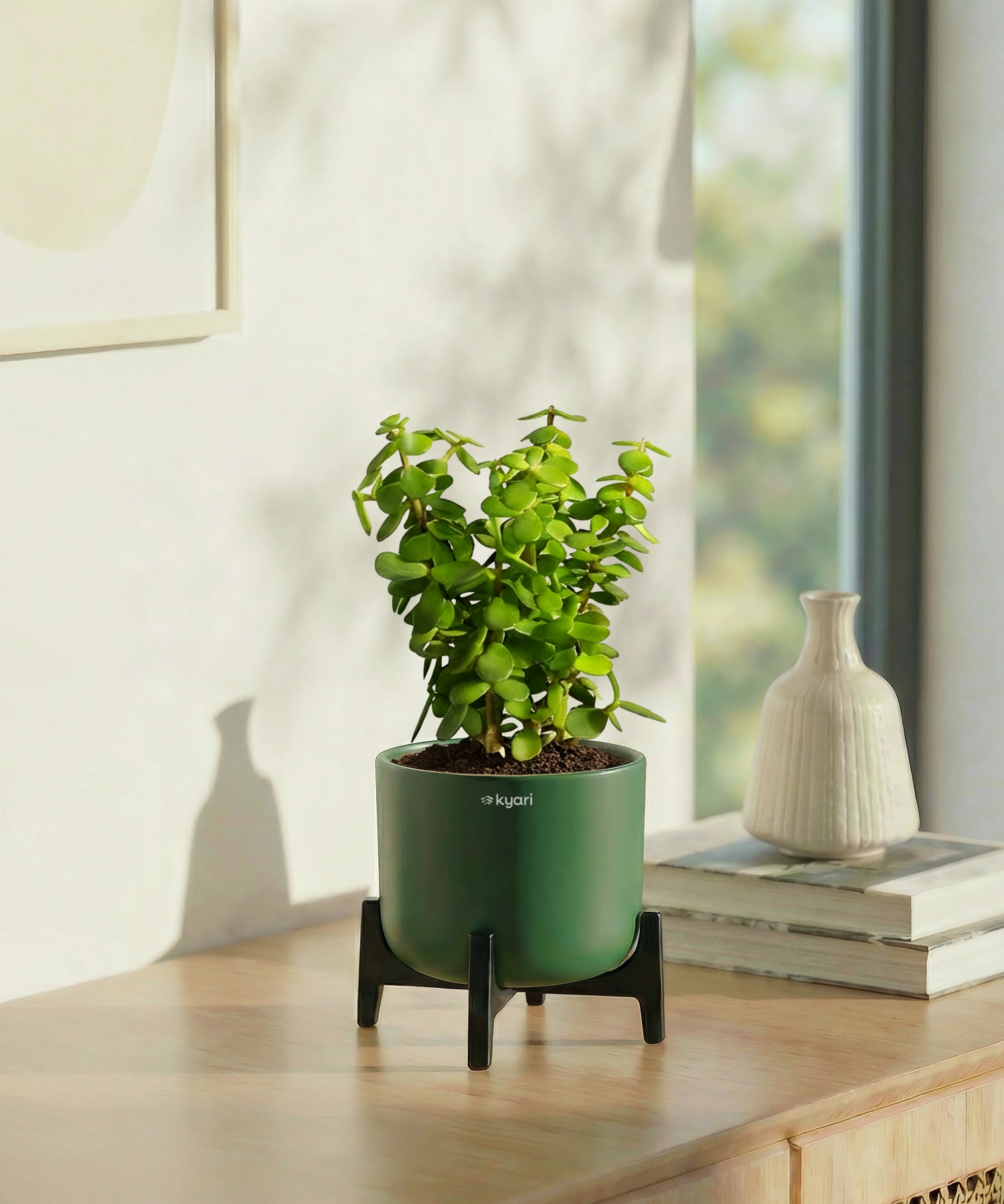 Jade Plant in Aira Self Watering Pot (Stand included)
