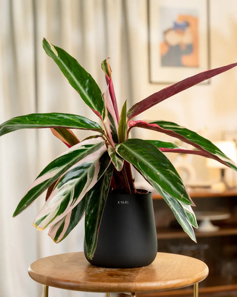 Calathea Triostar Plant with Aura Planter