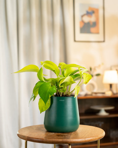 Golden Money Plant with Aura Planter