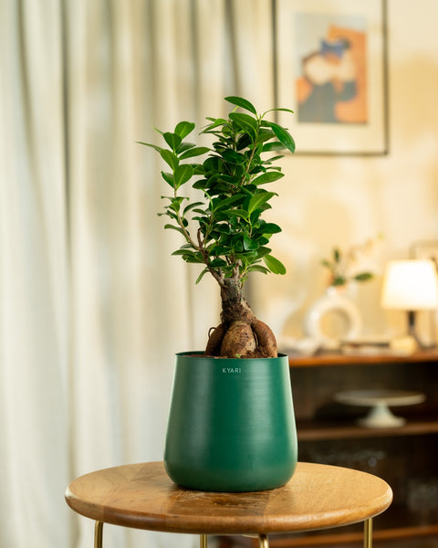 Lucky Bonsai Plant with Aura Planter