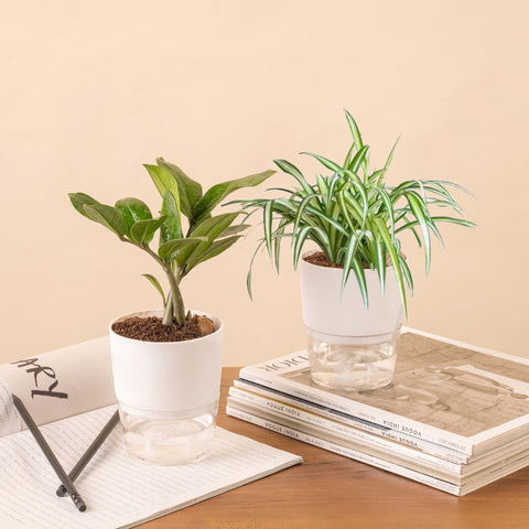 Set of 2 - ZZ - Zamia Green & Spider Plant