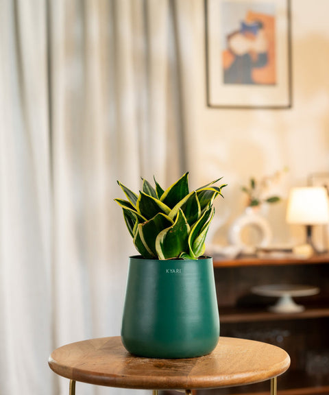 Golden Hahnii Snake Plant With Self Watering Pot