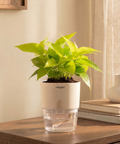 Golden Money Plant With Self Watering Pot