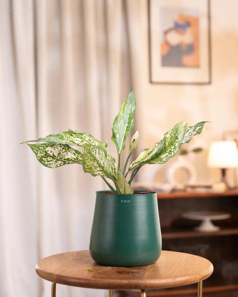 Aglaonema Snow White Plant with Aura Planter