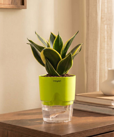 Golden Hahnii Snake Plant With Self Watering Pot