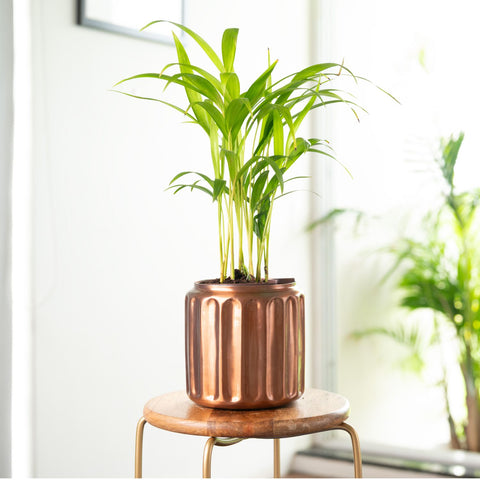 Areca Palm Plant with Medium Metal Self Watering Pot