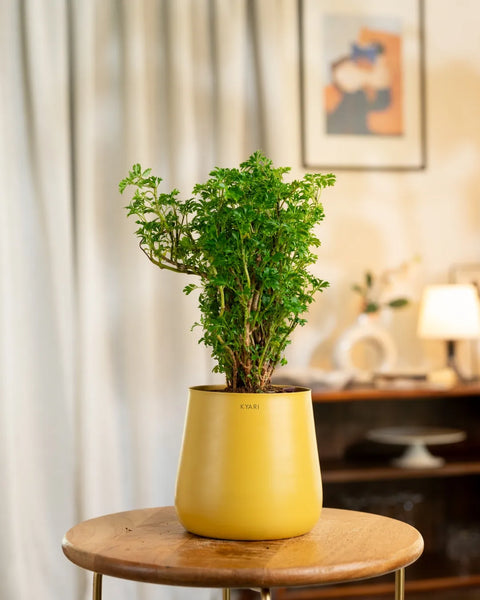 Aralia Green Plant with Aura Planter - BYOB